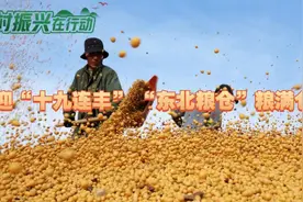 乡村振兴在行动丨喜迎“十九连丰”“东北粮仓”粮满仓图片