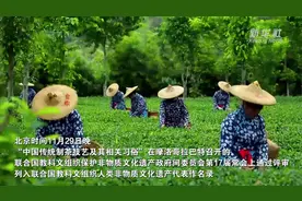申遗成功！在安溪茶园感受铁观音的制茶技艺图片