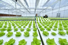 雨雪天气多买点菜！蔬菜可以这样存放图片