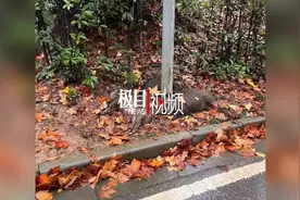 南京一高校内3头野猪蹊跷死亡，警方：法医正鉴定死因图片