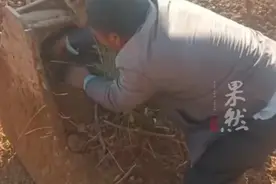 男子开挖机作业时挖到野兔，赶忙停下工作救出放生图片