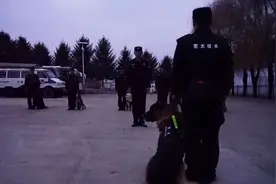 退役戍边警犬“违背指令”背后实情让人动容图片