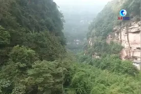 全球连线｜中国国家级自然保护区贵州习水保护区首次发现淡水海绵动物图片