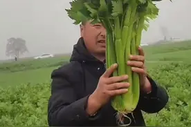 河南万吨蔬菜滞销背后：需求下降物流一度受阻，多方合力促销图片
