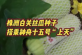 株洲白关丝瓜种子“上天”啦图片