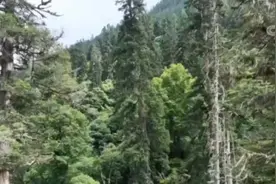 寻找巨树：科考发现中国最高树木图片