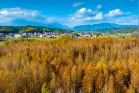 安徽宁国：皖南红杉林美如画，生态颜值变旅游价值图片