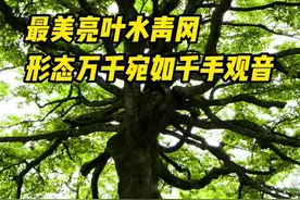 你好，树先生｜最美亮叶水青冈，形态万千宛如“千手观音”图片
