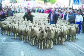 马德里赶羊祈福图片