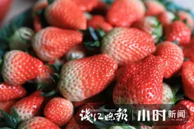 速度尝鲜，杭州下沙奶油草莓进入最好吃季，谁是第一个种出下沙草莓的人？图片
