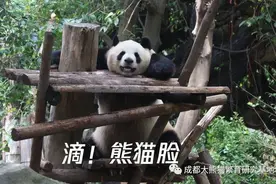 生物多样性之美｜天下“滚滚”一个样？成都大熊猫基地“熊脸识别”让国宝也“刷脸”图片