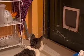 女子把自家地下室改造成流浪猫之家：猫咪很乖，有定期驱虫，不会影响邻居图片