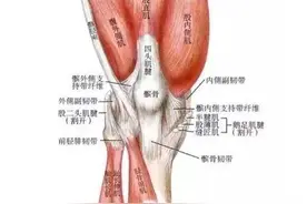 臀腿肌群训练 为运动添“动力”图片