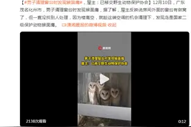 男子清理窗台时发现猴面鹰，屋主：已移交野生动物保护协会图片