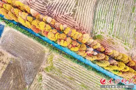 宁乡双江口镇山园村的网红水杉路带你邂逅冬日浪漫图片