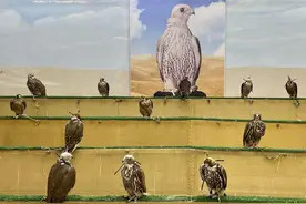 前线｜探访卡塔尔第一运动的猎鹰市场 竟有专门医院给猎鹰整容……图片