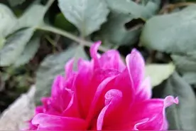 没有任何一朵花一开始便是花图片