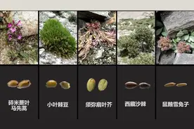 午FUN｜生命力！延时看珠峰植物种子萌发图片