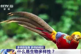 什么是生物多样性？有何保护意义？一起了解图片
