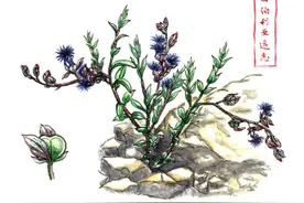 品读│画不知名的果子，写像草芥子一样被忽略的人图片