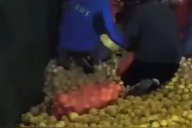 继黄桃罐头后柠檬也火了，批发商：高峰时一天能卖出几十吨图片