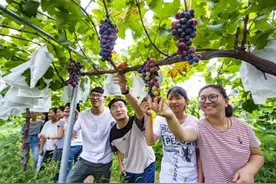 鹤壁淇滨区：立足优势抢抓机遇 绘就产业兴旺新画卷图片