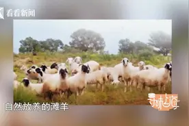 《寻味上海》│甘肃吃羊大法之黄焖羊羔肉图片