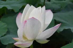 西湖不产藕，杭州美食手削藕粉、桂花糖藕都来自大运河畔这处江南水乡图片