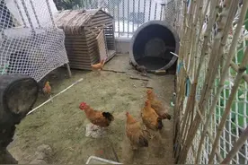 突然提前的寒假让一群娃很着急，学校里来不及安排的动物们该如何过冬？结局很温暖图片