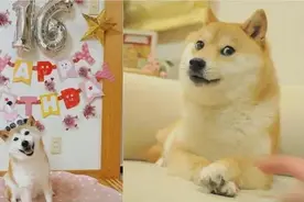 “Doge”表情包原型柴犬，确诊白血病和肝病图片