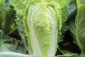 话说“大白菜”图片