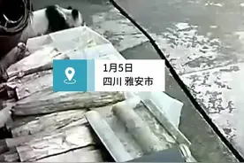 四川芦山一大熊猫到农户家“串门” 镇政府：地处栖息地 很常见图片