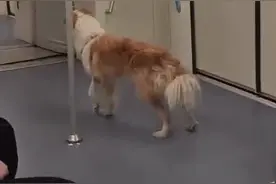 无主犬“闯入”轨交车厢引发关注 疑似主人通过网络发布寻狗启事未果图片