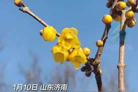 蜡梅朵朵报春来！济南千佛山景区蜡梅飘香图片