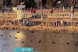 珍稀水鸟齐聚北京清河 绘冬日生态和美画卷图片
