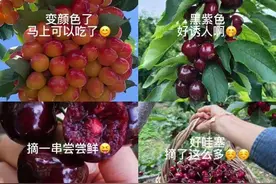 记者帮｜自栽自培轻松实现“车厘子自由”？网传种植经历视频是真是假？结果有点扎心图片