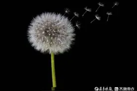 现代诗歌|蒲公英从窗前飘过图片