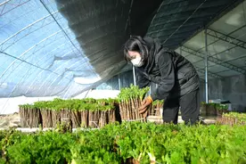 新春走基层|反季刺嫩芽成抢手年货——小村庄的山野菜“生金”记图片
