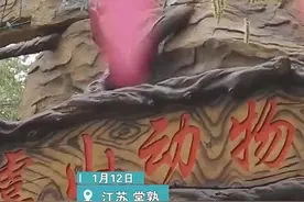 常熟虞山动物园只有狗和家禽？负责人：狮虎熊都有图片