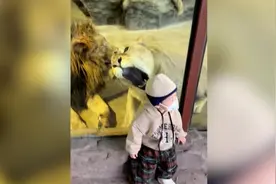 家长记录萌娃动物园看狮子，意外发现狮子人前人后两副面孔视频封面