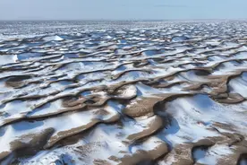 国家二级保护动物鹅喉羚在大漠戈壁“雪中奔跑”图片