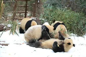 成都熊猫基地下雪 看大熊猫雪地撒欢图片