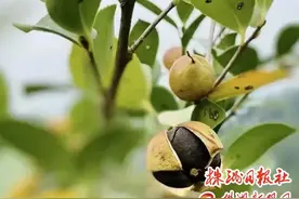急！竟然还有人不知道咱们株洲这款宝藏山茶油？！图片