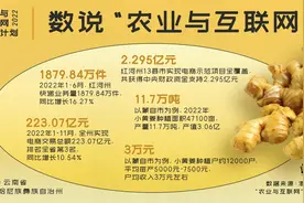 农业与互联网｜云南小黄姜产业要利用好平台这个加速器图片