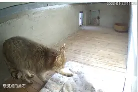 “小猫”“大猫”的春节故事图片