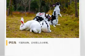 湖湘自然历丨生活在湖南的兔子③嘘，它胆子小得很图片