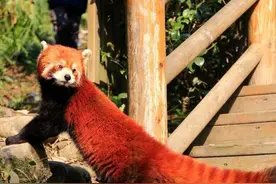 “零距离”接触小熊猫！熊猫基地野放中心小熊猫生态放养区恢复开放图片