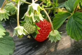 春节去哪儿摘草莓？最新版杭州采摘地图来了，按图索骥好吃的红草莓、粉草莓、白草莓……图片