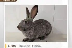 湖湘自然历丨生活在湖南的兔子⑤小兔子一定乖吗图片