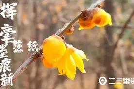 腊梅居然不是梅花？春节快来宝鸡植物园打卡腊梅花图片